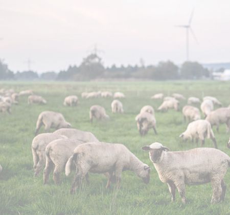Homeoffice umweltbewusst und nachhaltig einrichten Eine Wiese mit mehreren Schafen und Windkraftanlagen im Hintergrund.