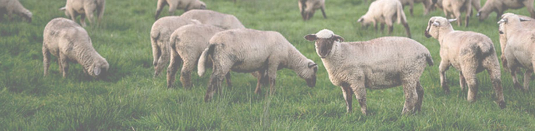 Schafe auf einer grünen Wiese.