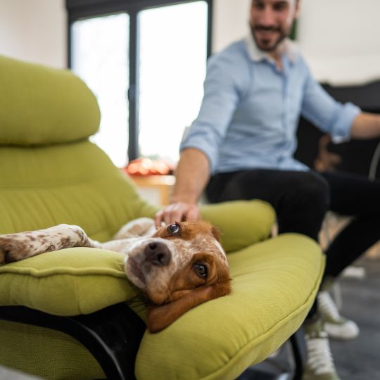 Mann streichelt Hund auf grünem Sessel, entspannte Homeoffice-Atmosphäre.