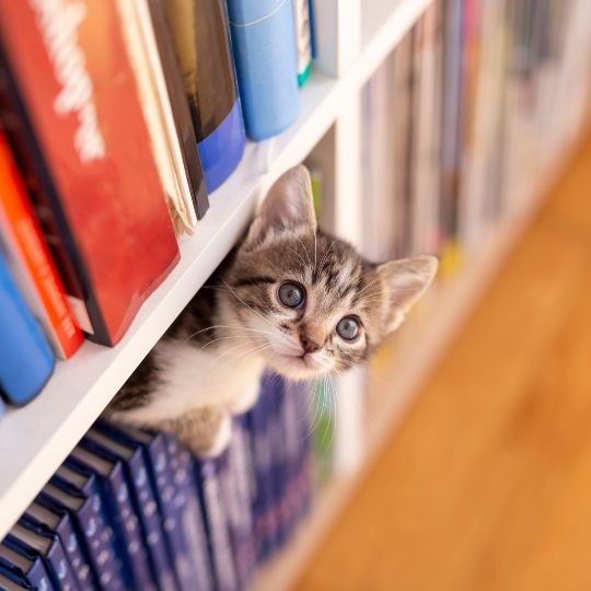 Junges Kätzchen schaut neugierig zwischen Büchern aus einem Regal hervor