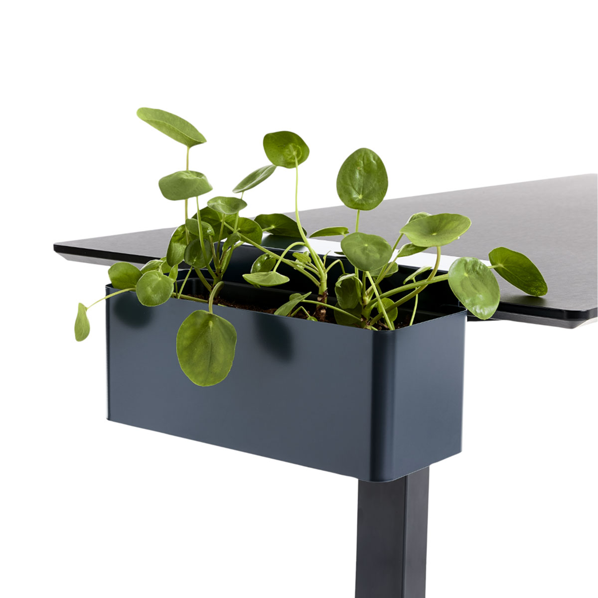 Pilea-Pflanze in dunkelblauem Metalltopf an schwarzem Schreibtisch befestigt