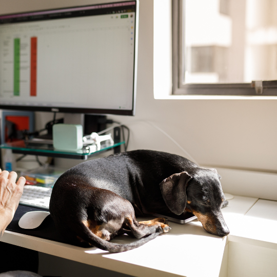 Dackel schlafend auf einem weißen Schreibtisch vor Computerbildschirm.